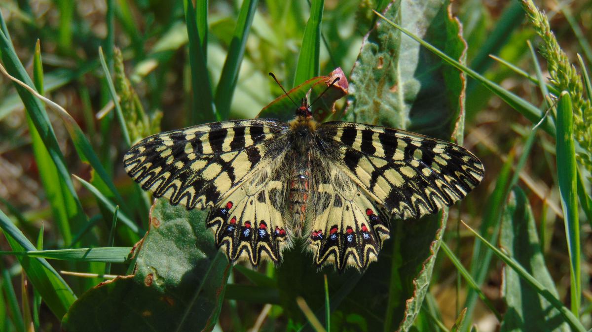 Kónya Máté Bertalan