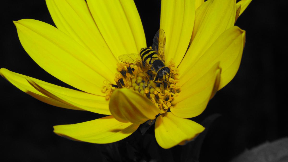 Kónya Máté Bertalan