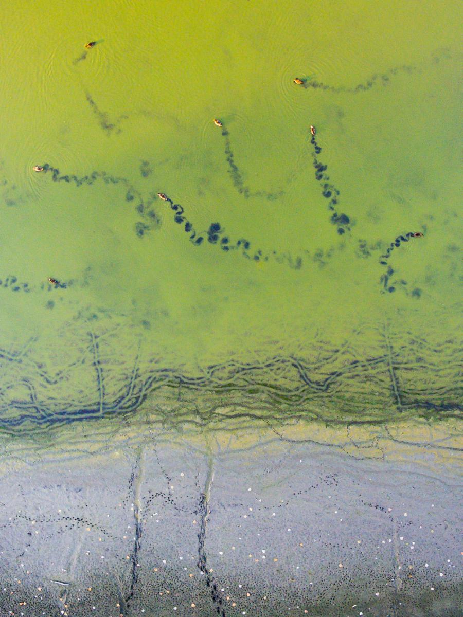 Koncz-Bisztricz Tamás