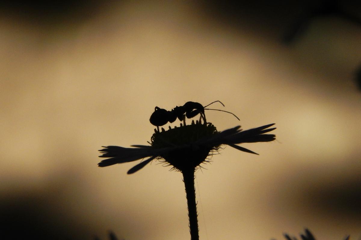 Seres Ádám Zoltán