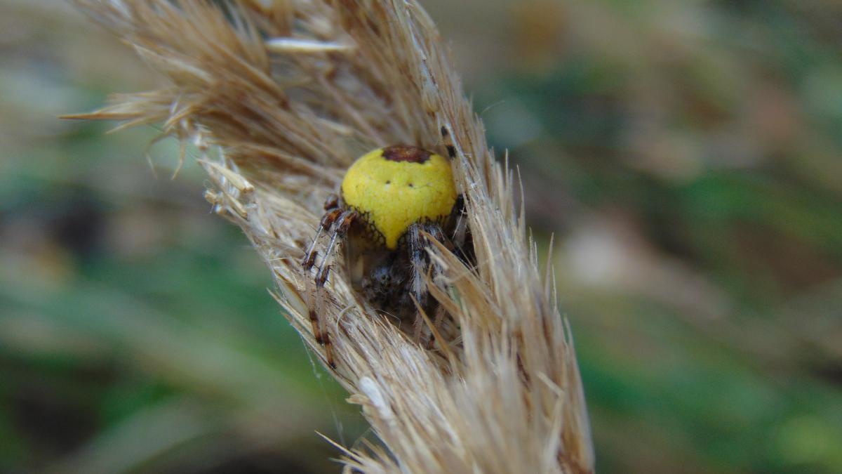 Kónya Máté Bertalan