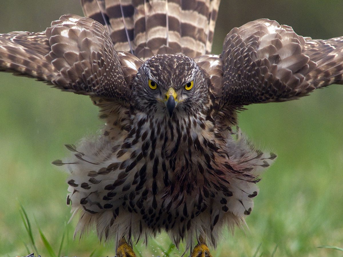 Násfayné Kőházi Mária