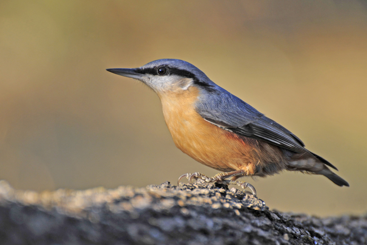 Gaál Zoltán Péter