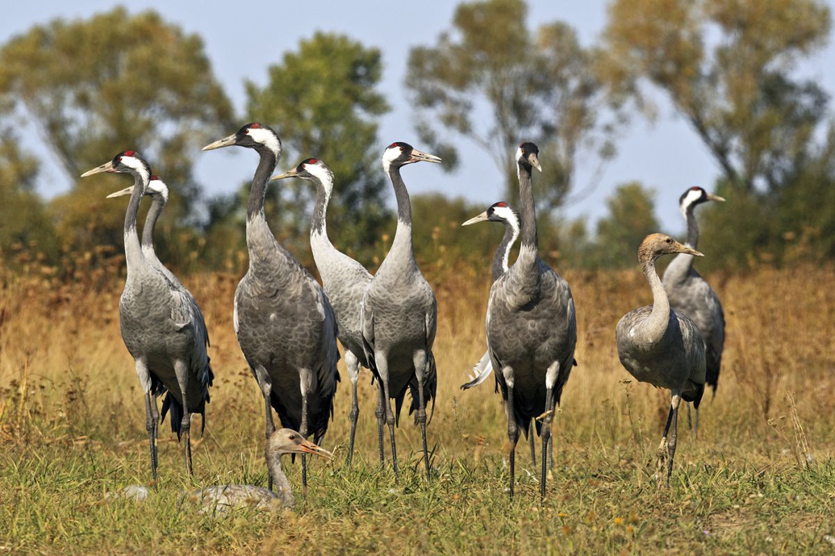 Bernáth Sándor dr.