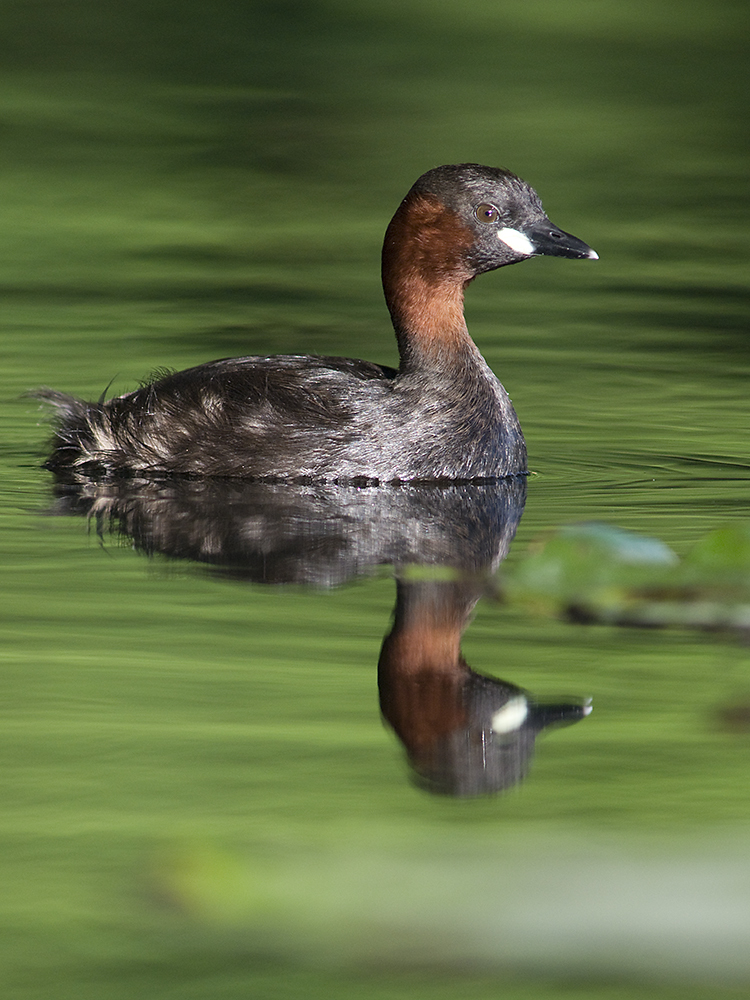 Násfayné Kőházi Mária
