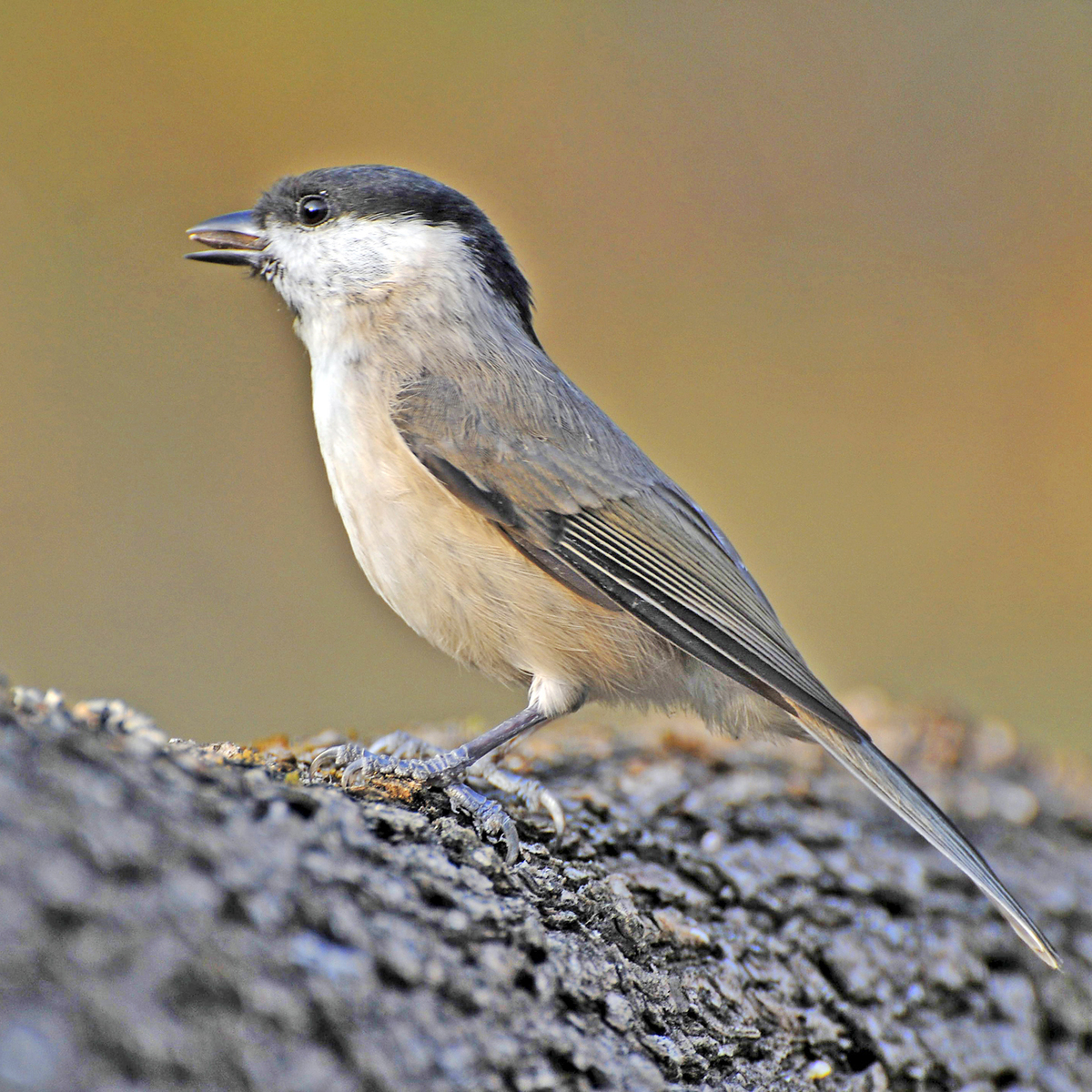 Gaál Zoltán Péter