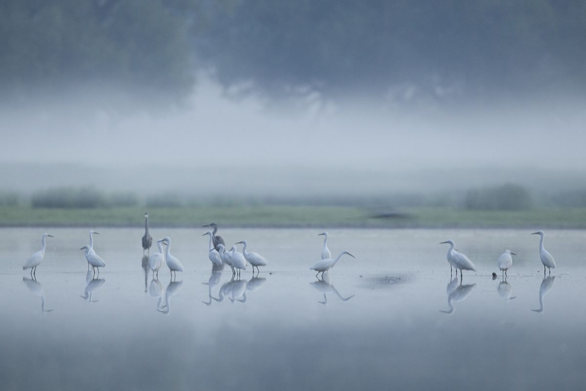 Bernáth Sándor dr. 