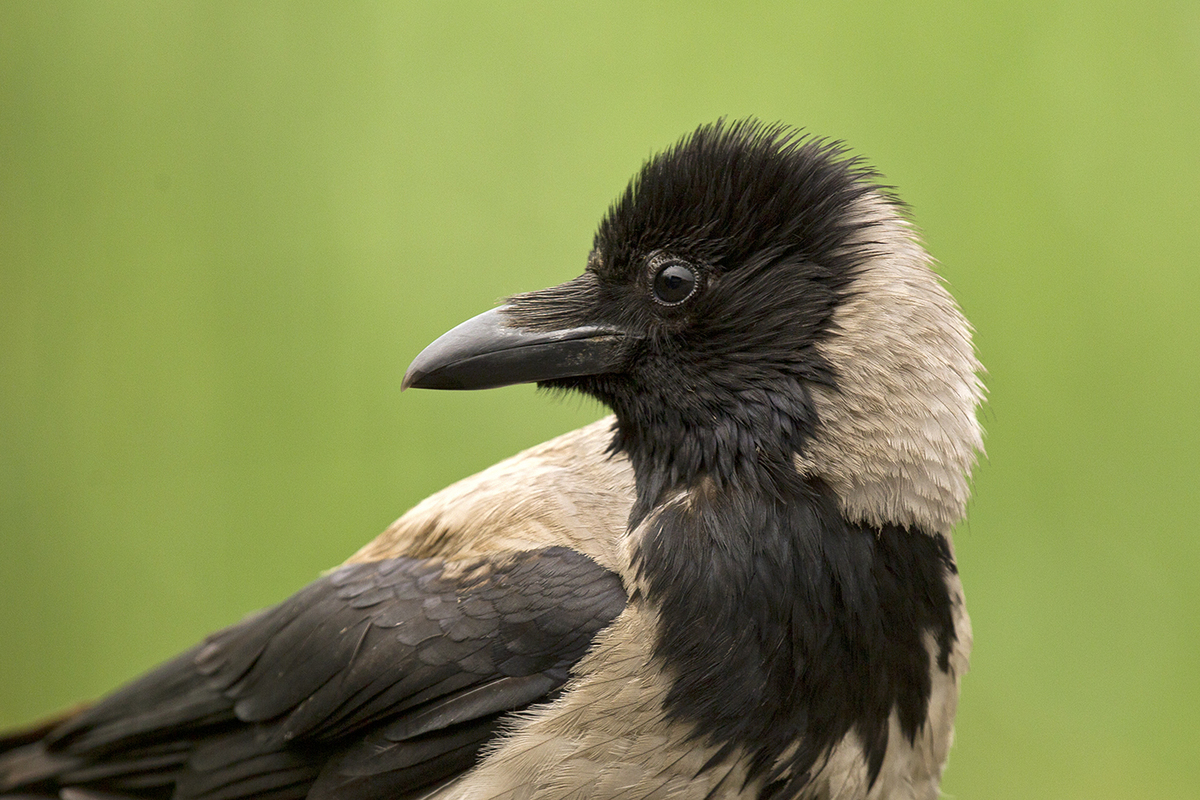 Bernáth Sándor dr. 