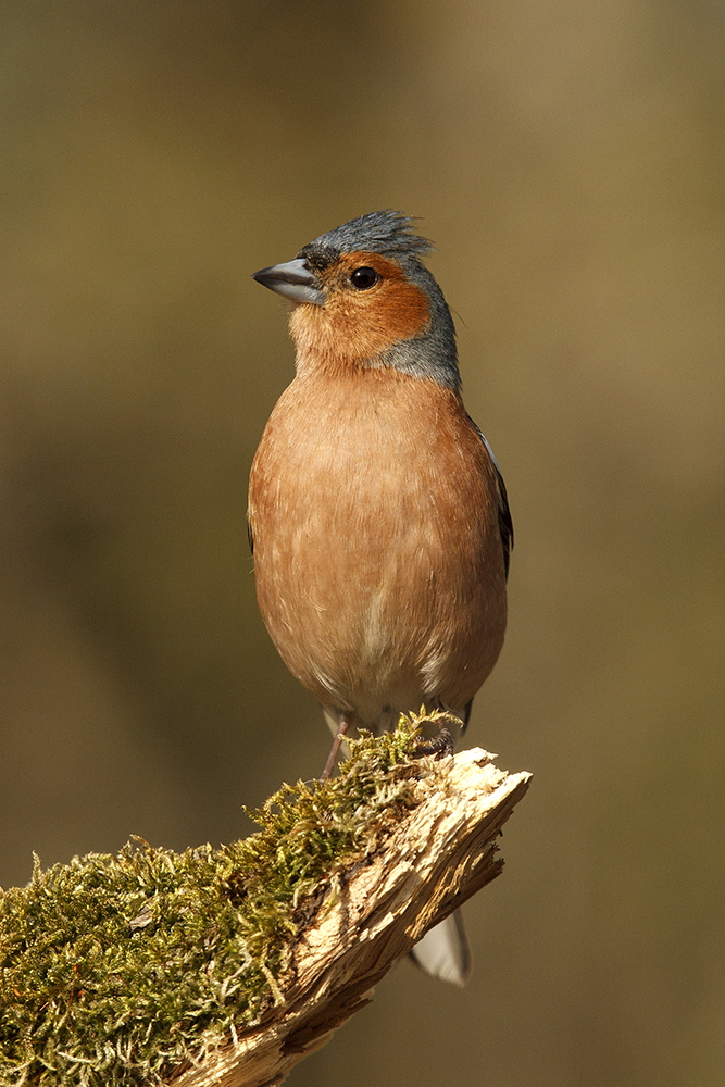 Bernáth Sándor dr. 