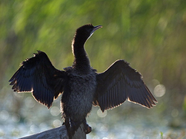 Reggeli fényfürdő