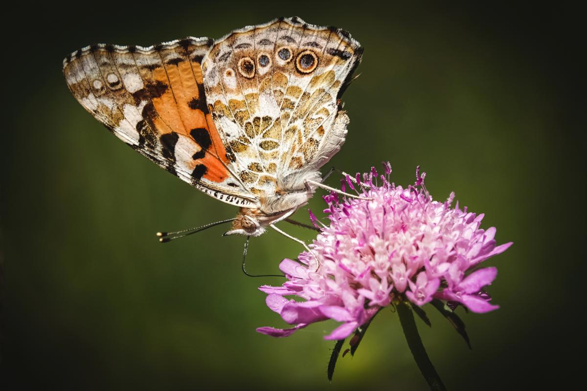 Bernáth Sándor dr. 