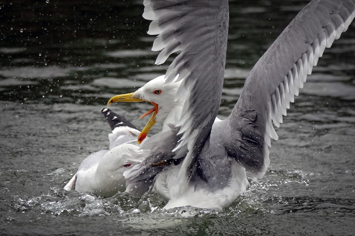 Bernáth Sándor dr. 