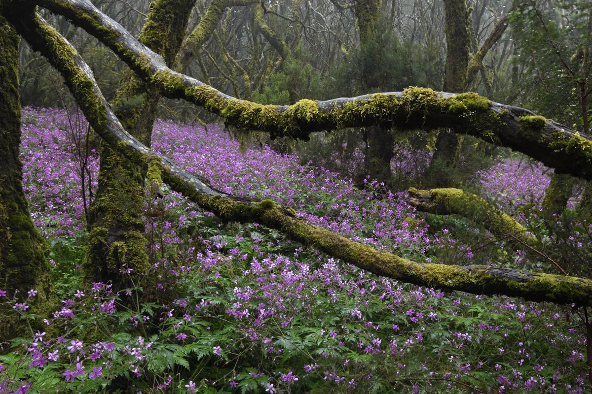 Násfayné Kőházi Mária