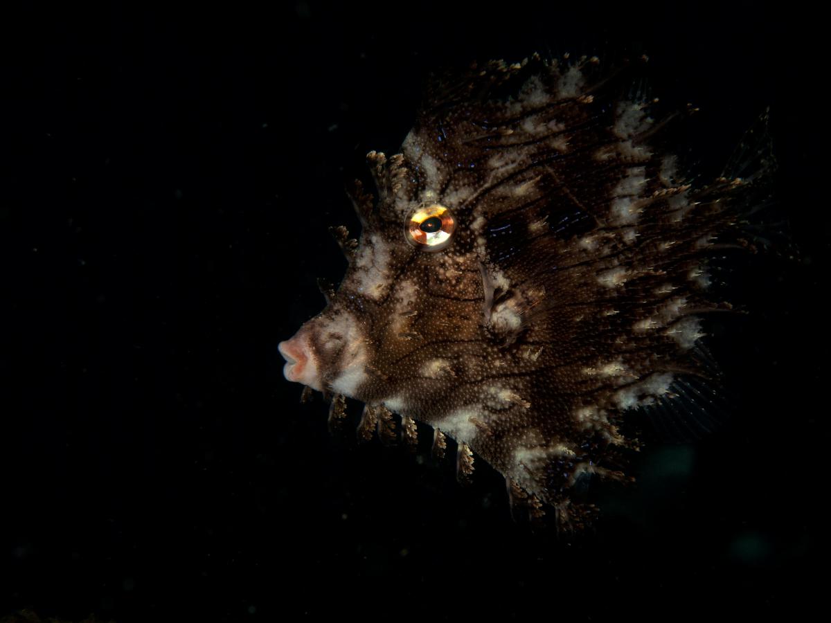 Násfayné Kőházi Mária