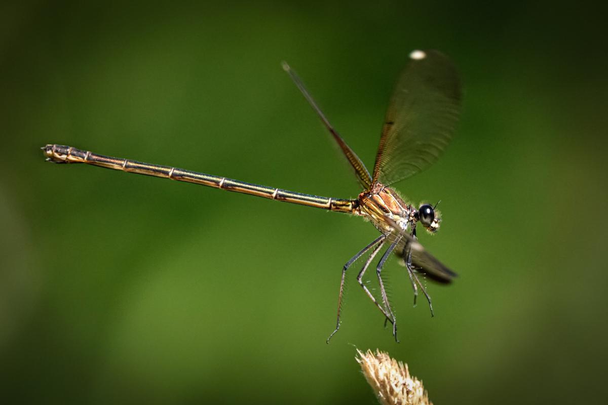 Bernáth Sándor dr. 