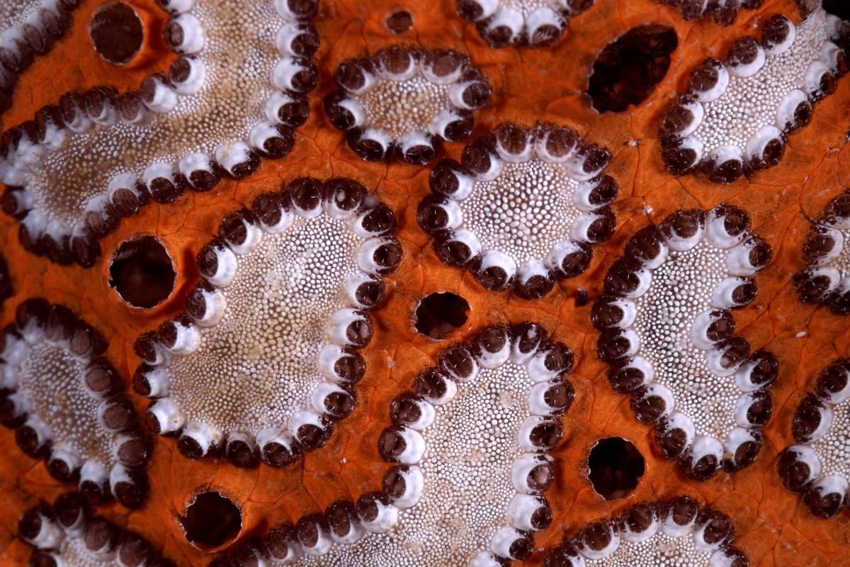 Násfayné Kőházi Mária