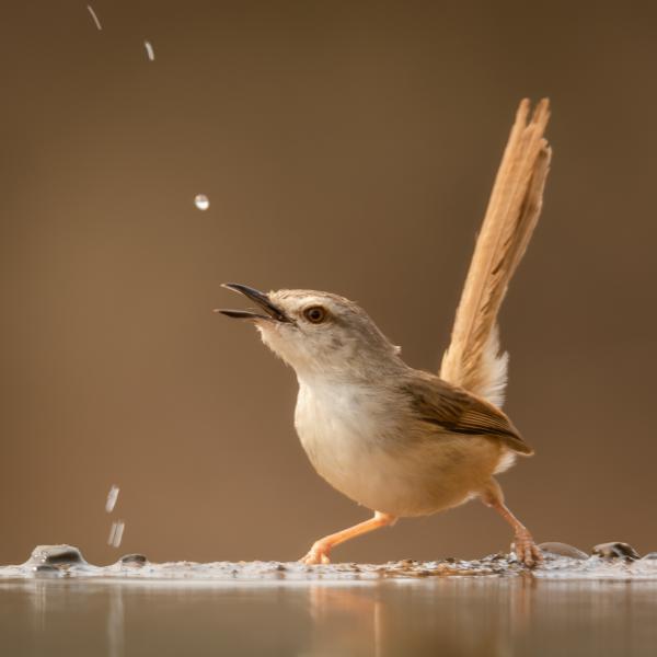Afrikai prinia