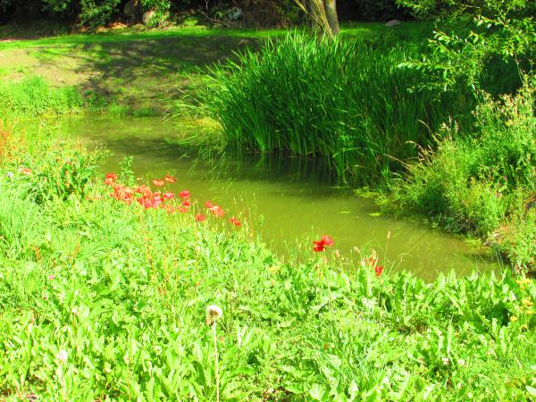 Pocsolya pipacsokkal