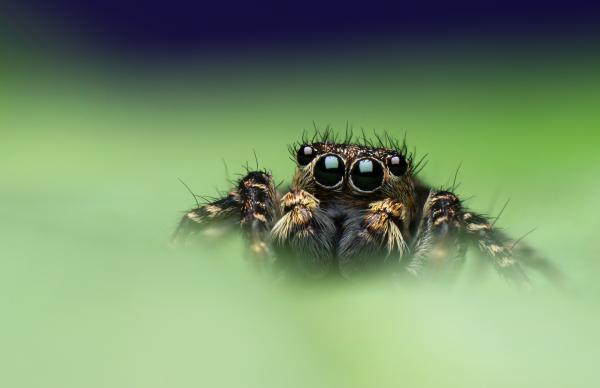 Felemelkedés a ködből