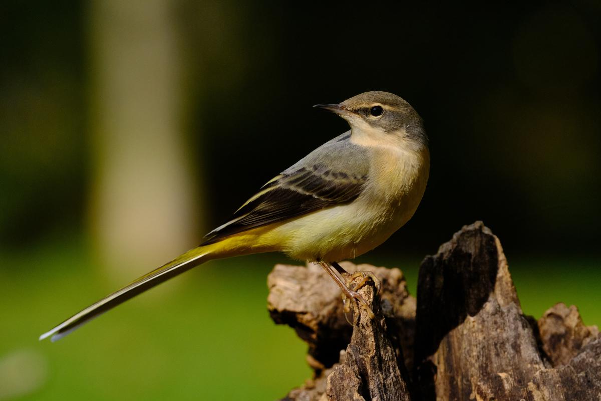 Bukovinszki Valéria