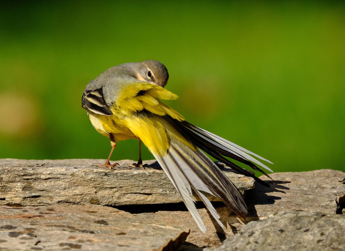 Bukovinszki Valéria 