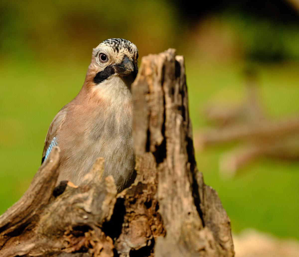 Bukovinszki Valéria