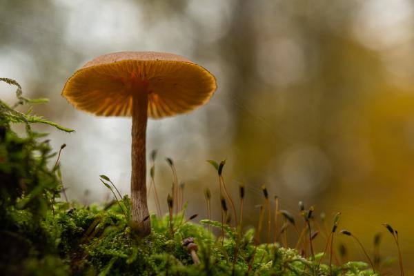 Kalapos a mohák között