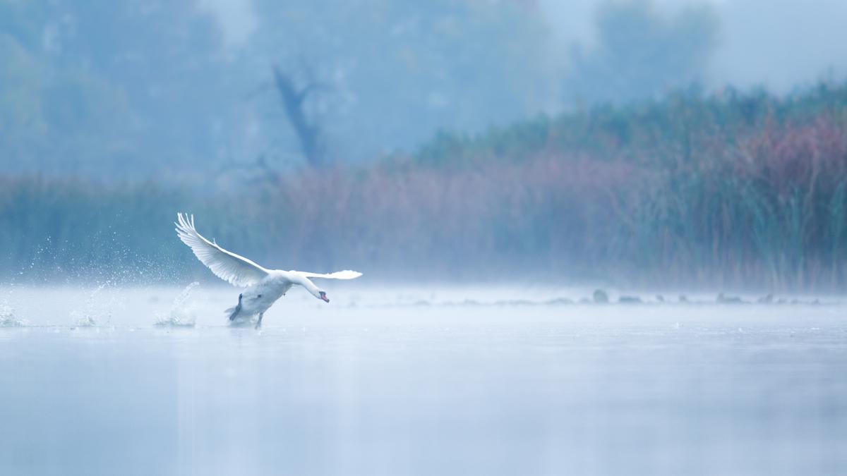 Koncz-Bisztricz Tamás