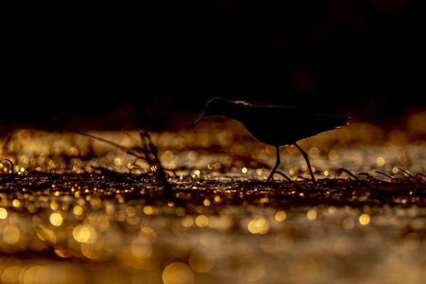 Piroslábú cankó naplementében.