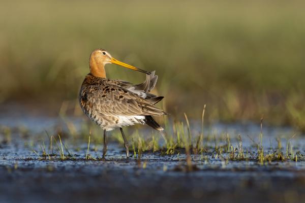 Reggeli tollászkodás