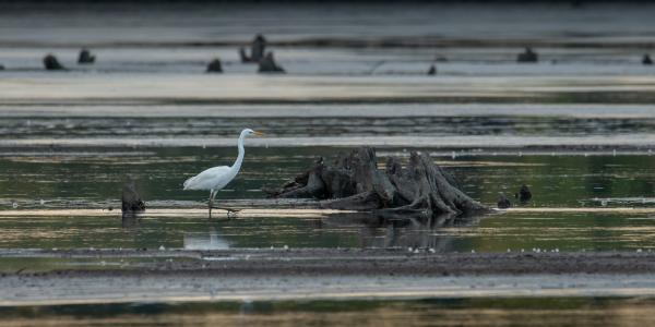 Kecsesen a színpadon
