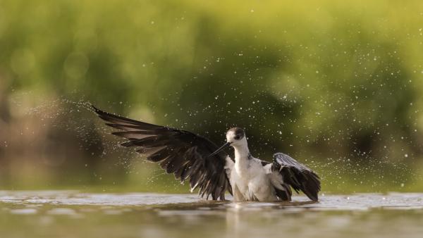 Fürdőzés...nagy vonalakban