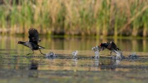 Kergetőzés Kergetőzés