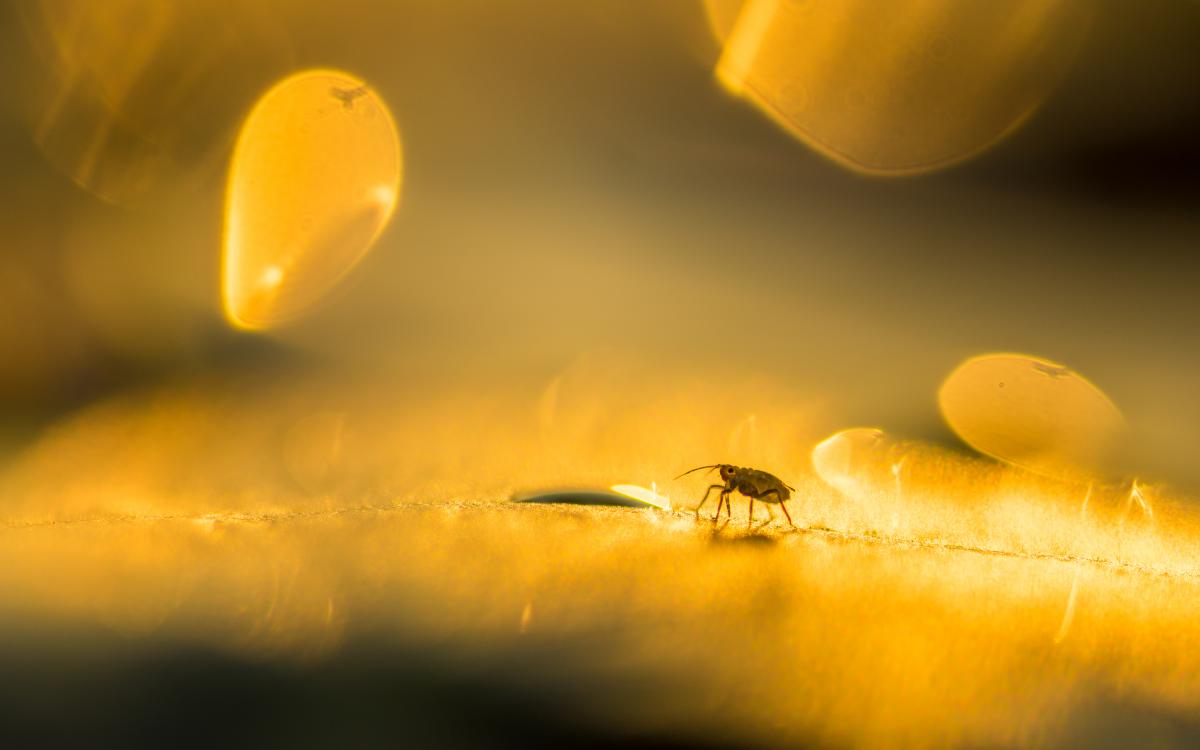 Koncz-Bisztricz Tamás