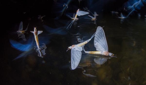 Vízen járó s táncoló