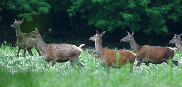 Nyári tőzikés vendégei