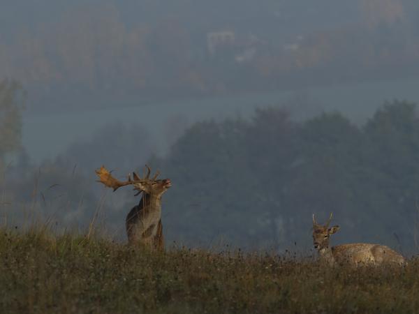 Látod, így kell ezt csinálni