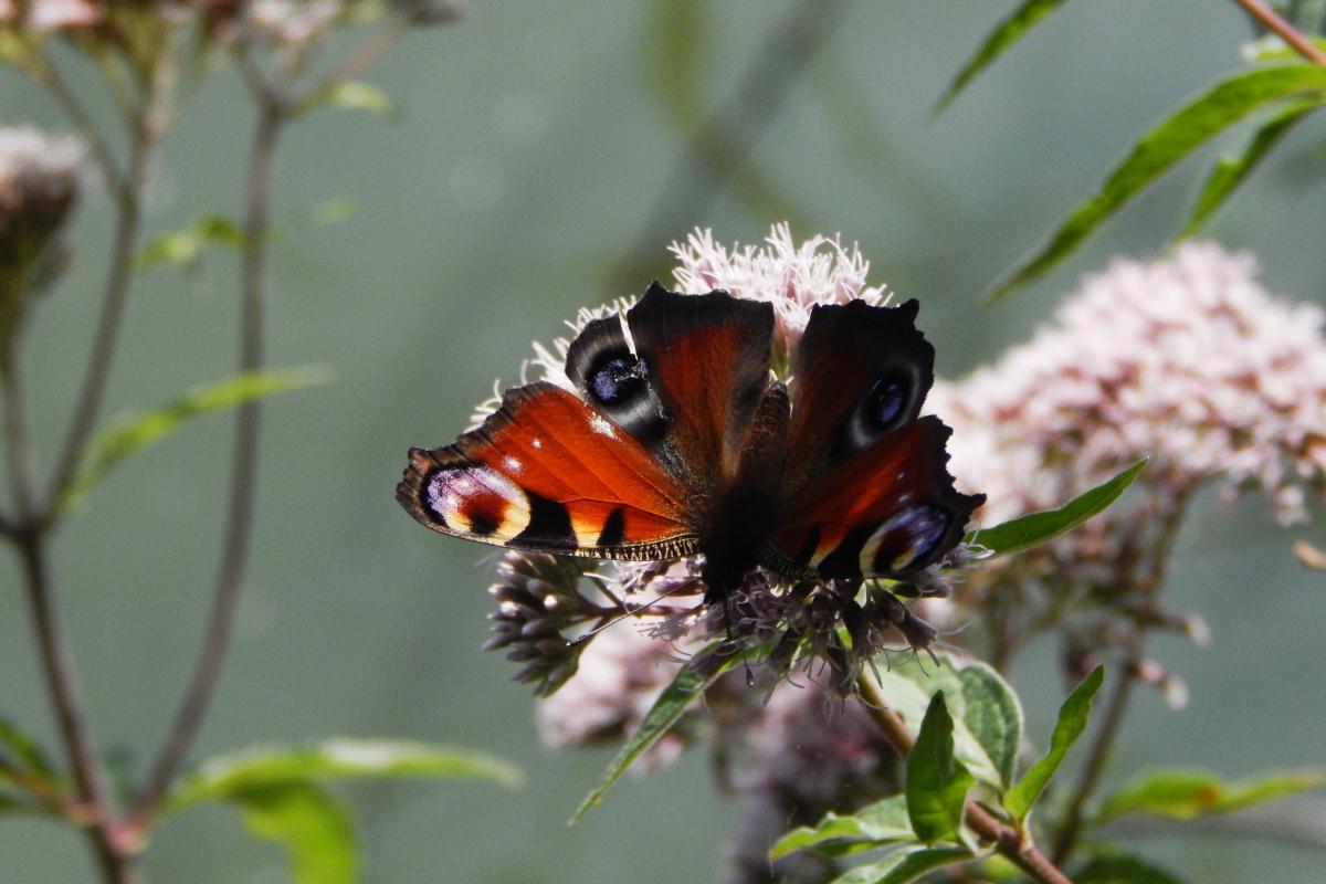 Seres Ádám Zoltán