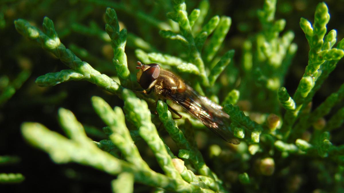 Kónya Máté Bertalan