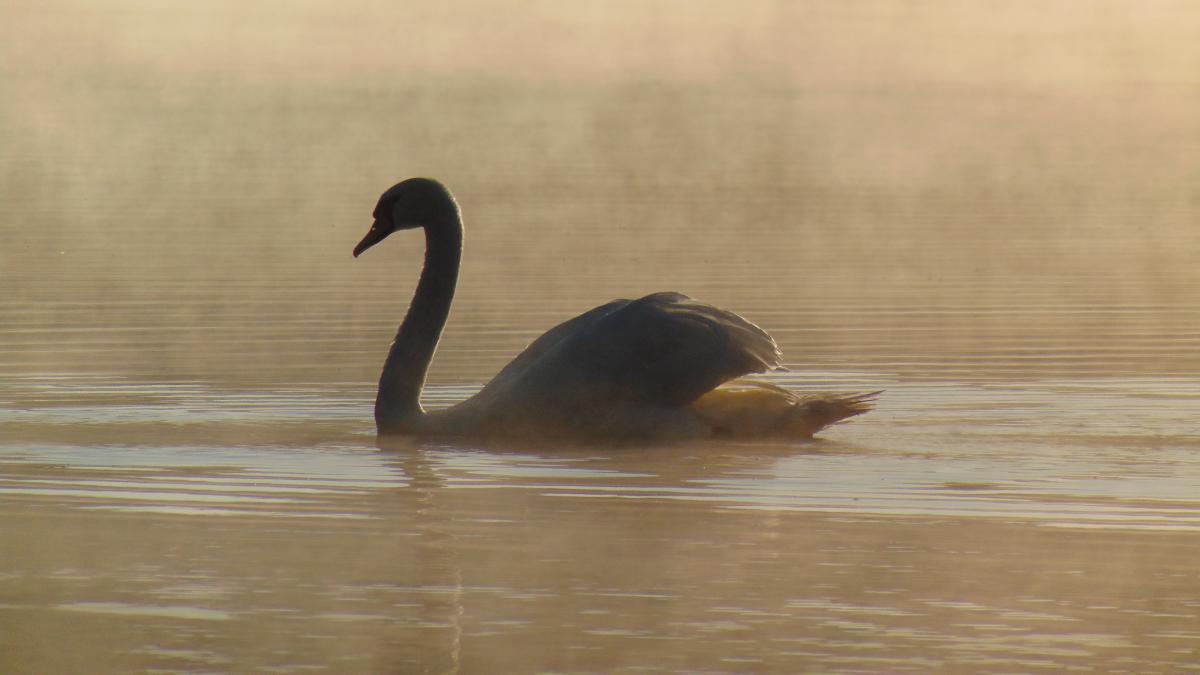 Kónya Máté Bertalan