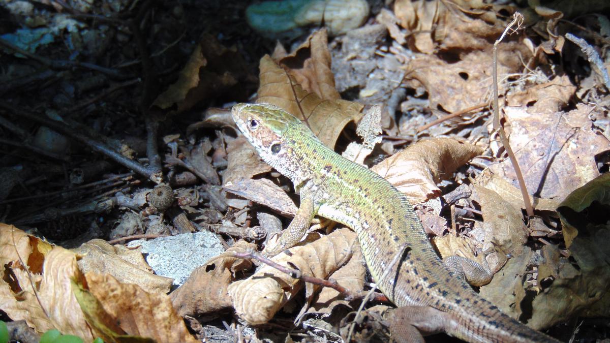 Kónya Máté Bertalan