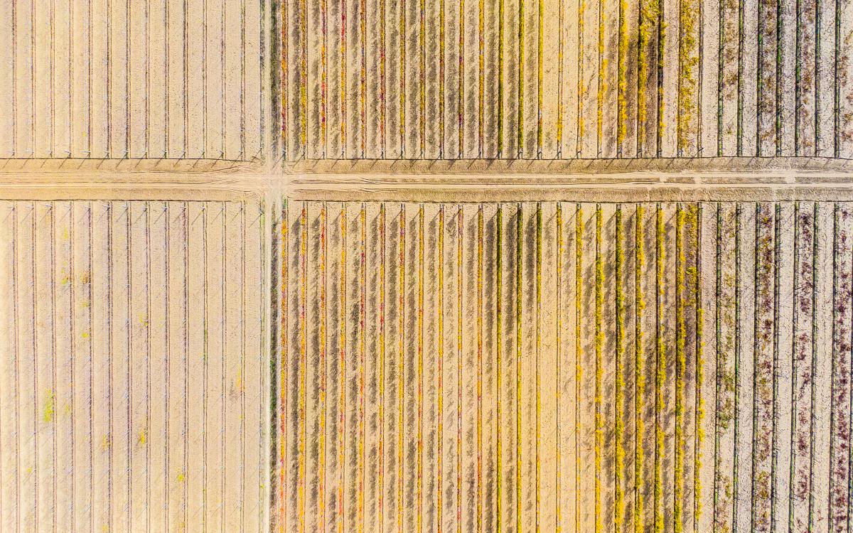 Koncz-Bisztricz Tamás