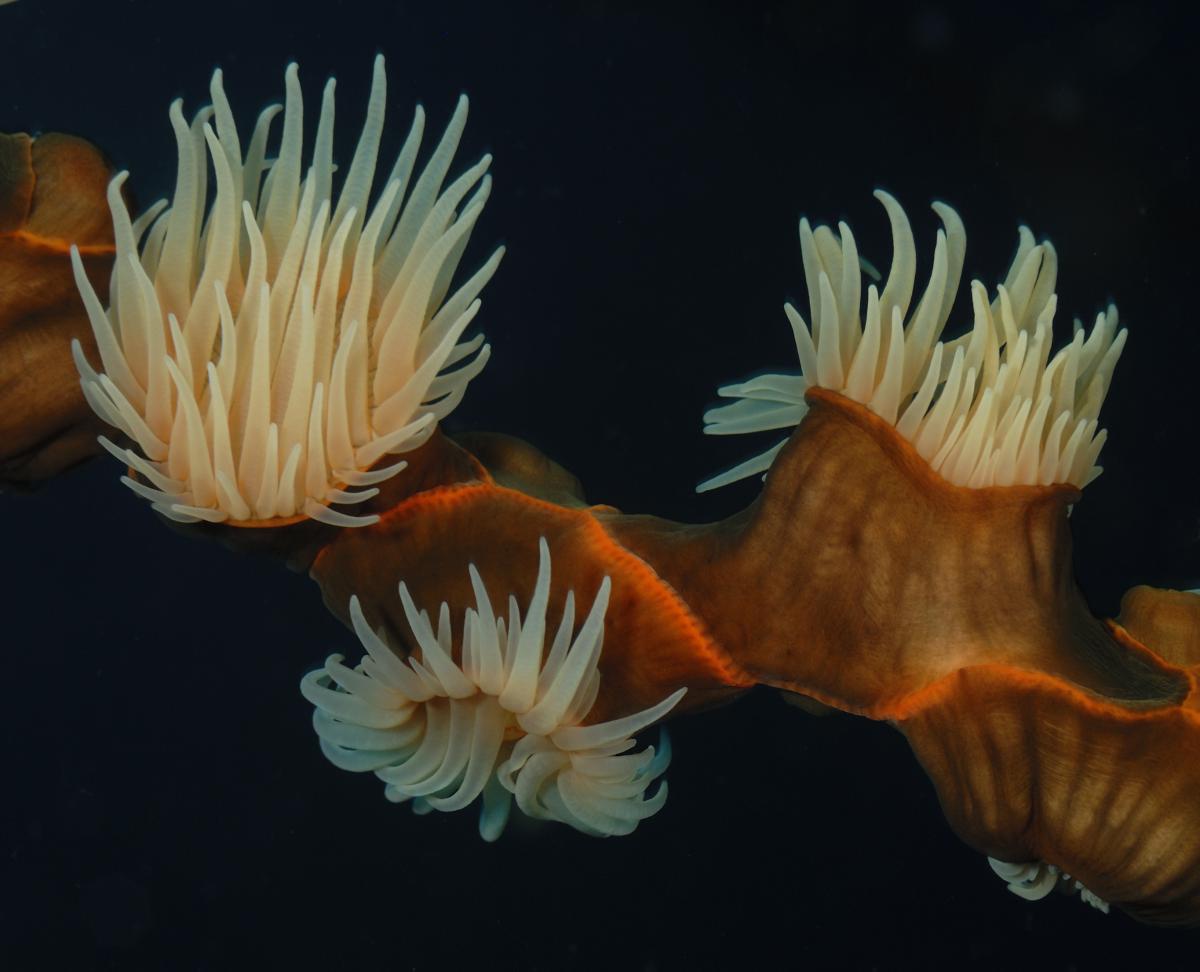 Násfayné Kőházi Mária