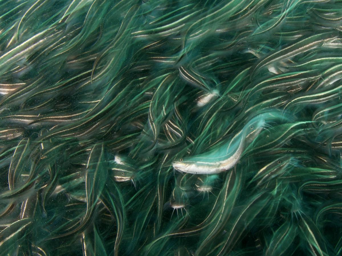 Násfayné Kőházi Mária