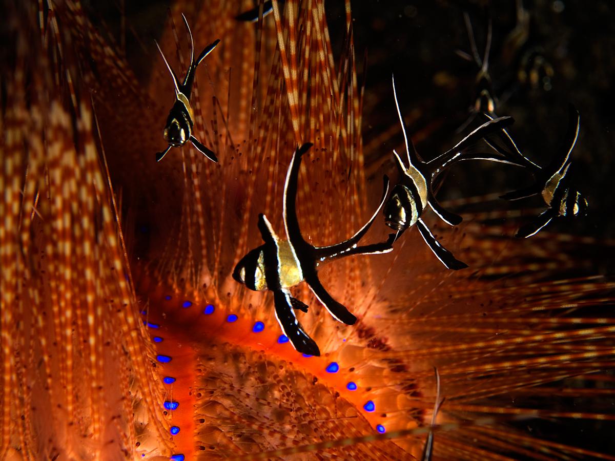 Násfayné Kőházi Mária