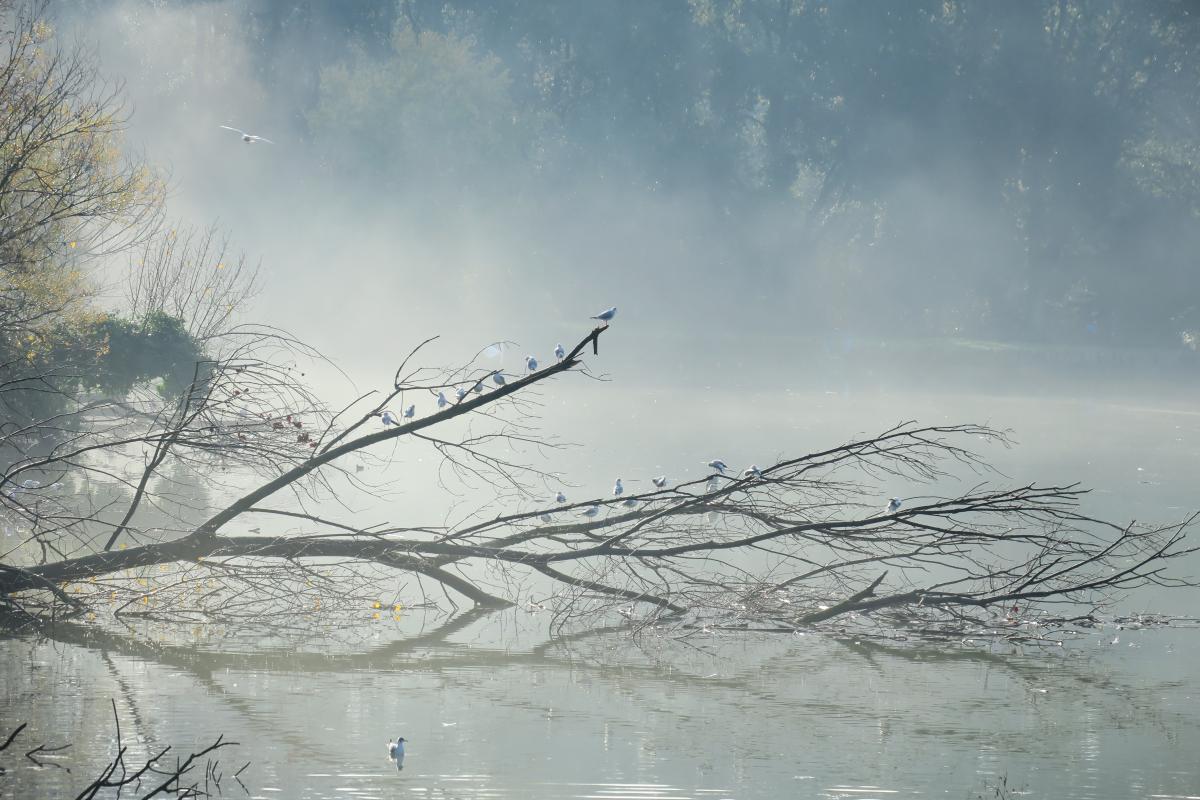 Bernáth Sándor dr. 
