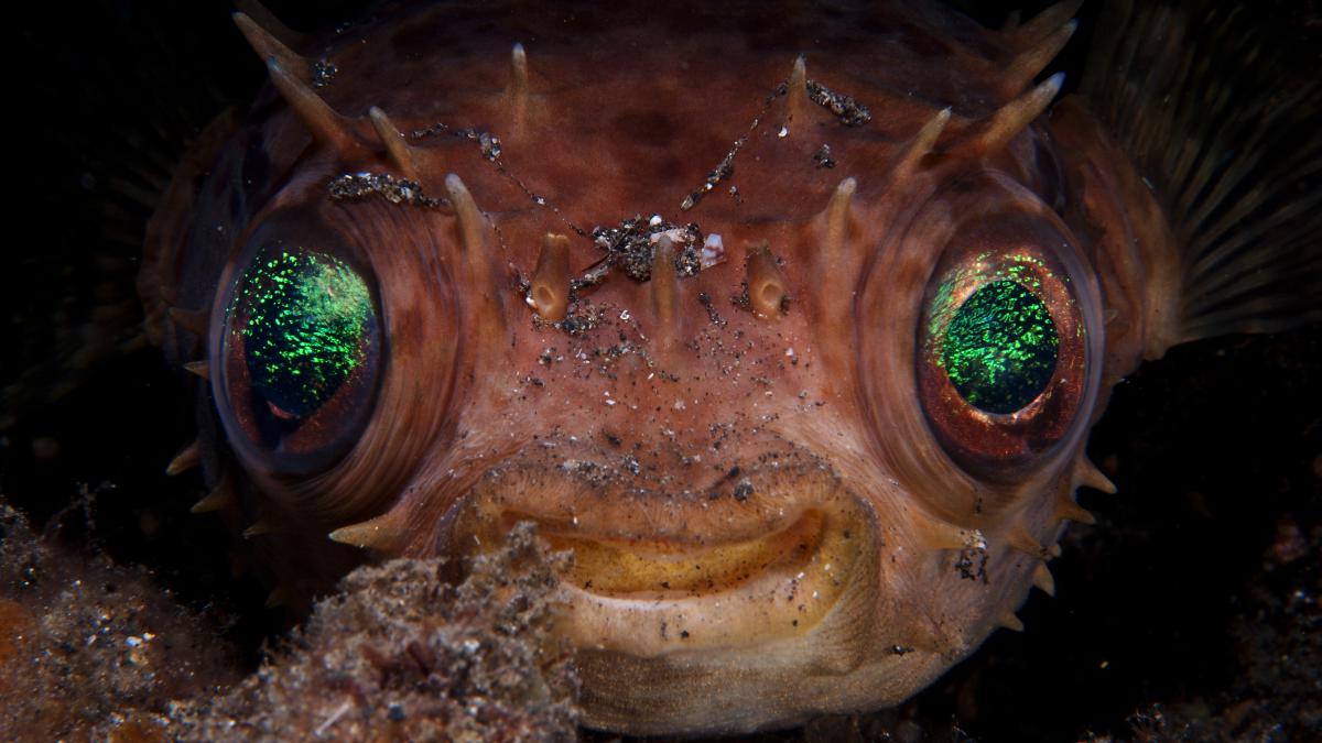 Násfayné Kőházi Mária