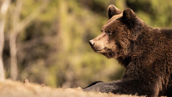 Erdélyi barna medve