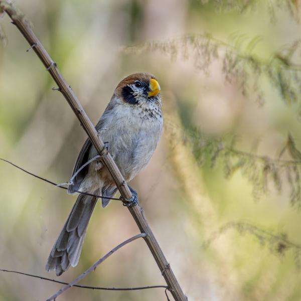 Foltosmellű papagálycsőrű madár