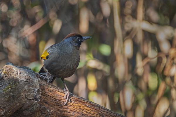 Ezüstfülü kacagórigó